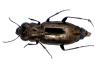 Notiophilus substriatus
